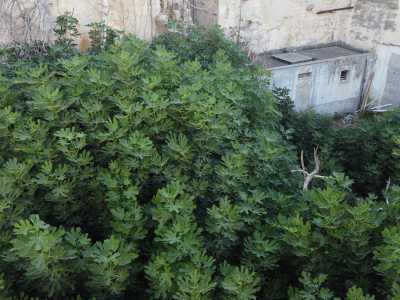 Quello che un tempo doveva rappresentare un raffinato e parco che andava a impreziosire ulteriormente la sontuosa residenza, appare per� ormai come un�area dove edera e alberi di fico hanno preso il sopravvento